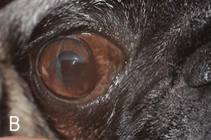 2.1.2 Another pug dog with brachycephalic ocular syndrome