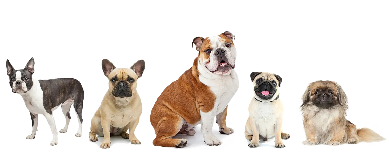 Brachycephalic dogs